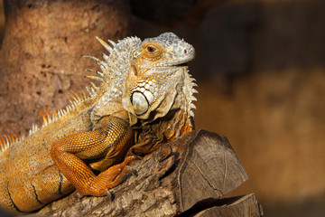 Grüner Leguan (braunes Exemplar)