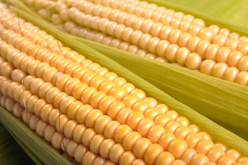 corn