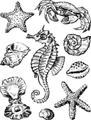 Marine life