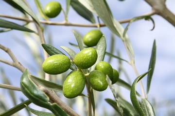 olives de provence