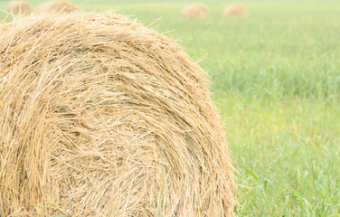hay roll close up over green plant