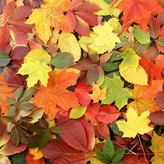 A beautiful Autumn background image of fallen leaves