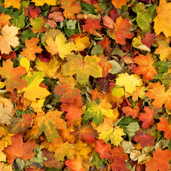 Naklejka na ściany i meble A beautiful Autumn background image of fallen leaves