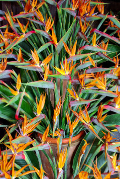 fleurs de paradis