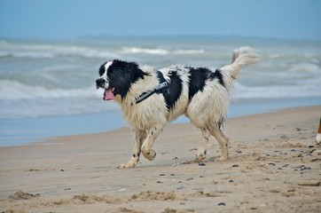 Fototapeta na wymiar dog at the beach