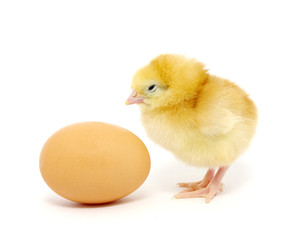 Chicken and egg