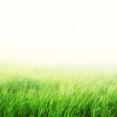 Green field with fog