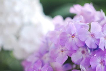 purple flower © blackelf