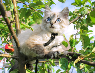 Cat sits on a tree