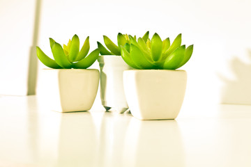 A group of small decorative house plants