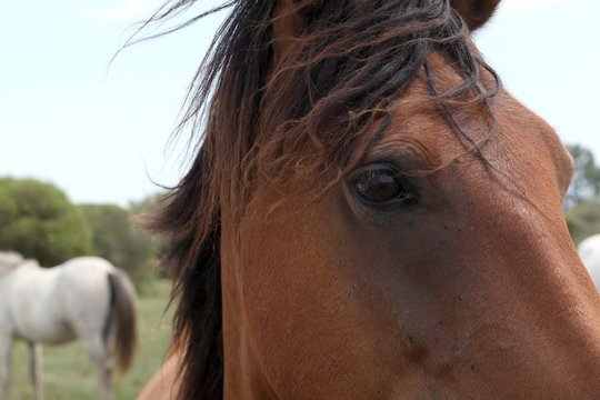 Cavallo della Camargue - ritratto