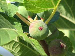 Fig