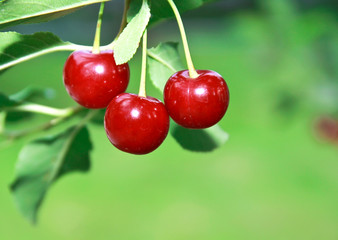 Ripe big red cherries on branch on nature green background