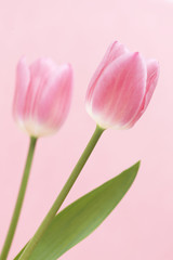 Obraz na płótnie Canvas チューリップの花