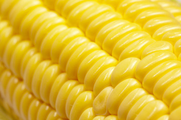 Ripe corn on the cob