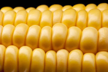 Ripe corn on the cob