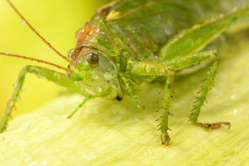Big green locust on leaf