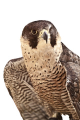 Halcón Peregrino