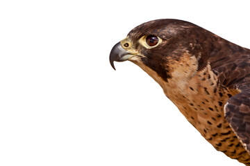 Halcón Peregrino aislado