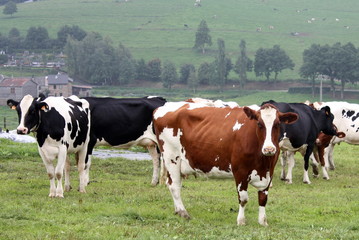 Fototapeta na wymiar Cows graze in the grassland