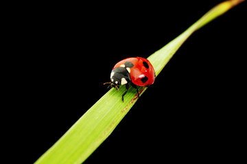 ladybug isolated on black