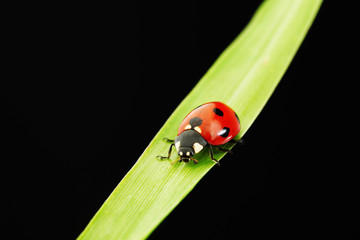 ladybug isolated on black