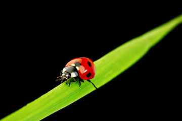 ladybug isolated on black