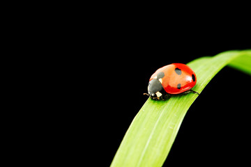 ladybug isolated on black