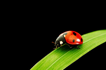 ladybug isolated on black