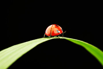 ladybug isolated on black