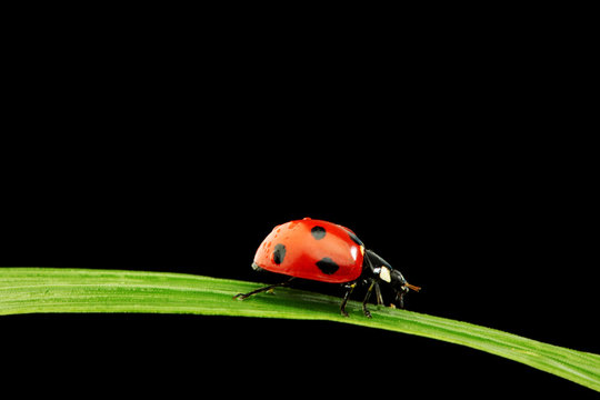 ladybug isolated on black