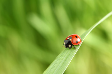 ladybug on grass