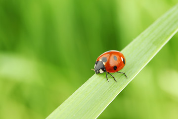ladybug on grass