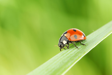 ladybug on grass