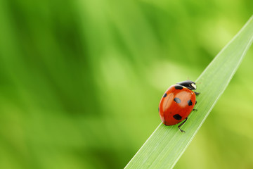 ladybug on grass