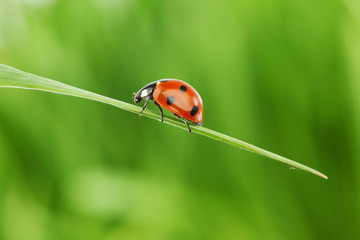 ladybug on grass