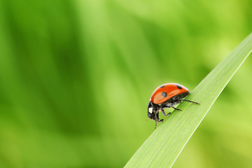 Fototapeta premium ladybug on grass