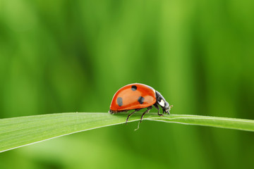ladybug on grass