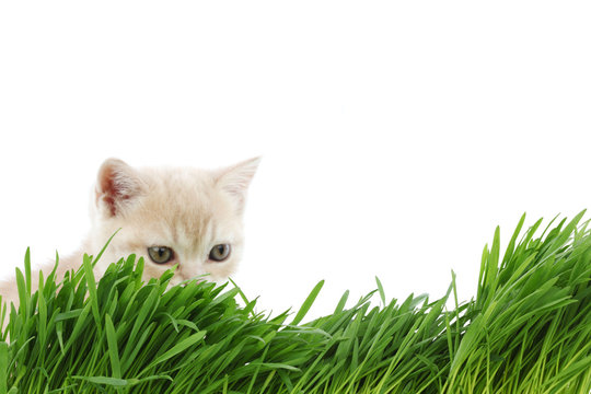 cat behind grass