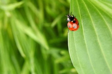 ladybug on grass