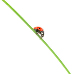Fototapeta premium ladybug on grass