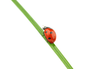ladybug on grass