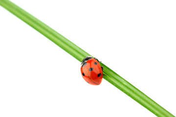 Fototapeta premium ladybug on grass