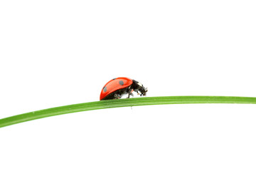ladybug on grass