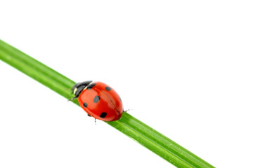 ladybug on grass