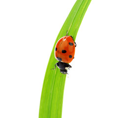 ladybug on grass