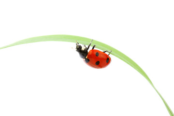 ladybug on grass