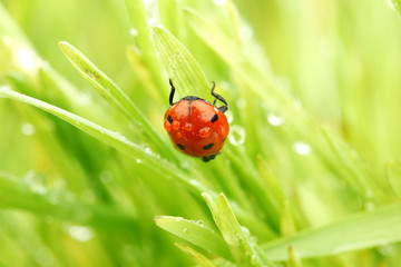 ladybug on grass