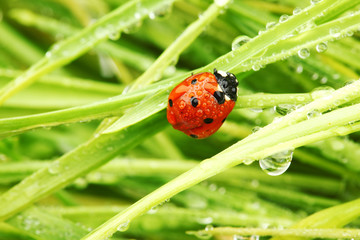 ladybug on grass