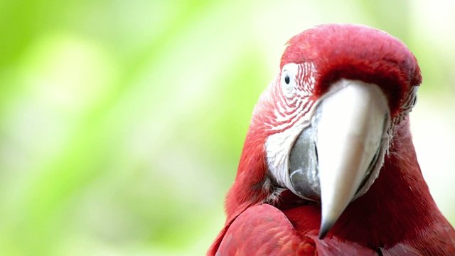 Red Macaw head close-up